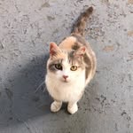 Porch Kitty - @porchkitty_of_irvington - Instagram