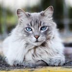 Kitty Jackson - Facebook