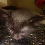 Jack Kline - @jackkline_kitty - Instagram