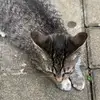 Kitty Lorenz - @kitty.lorenz - TikTok