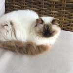 Lorenzo - @lorenzkitty123 - Instagram