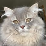 Lorenzo 😸 - @lorenzo_the_kitty - Instagram