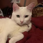 Lorenzo Antonio - @kittylorenzo20 - Instagram