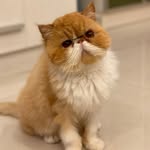 歪頭路易🐈 - @__kitty_louie__ - Instagram