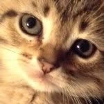 Babyface Is Middle Name - @kitty.louie - Instagram