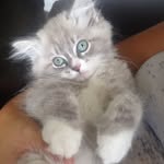 King Louie - @kitty_louie - Instagram