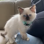 Kitty & Louie - @the_fluffiest_cats1 - Instagram
