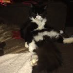 Kitty Louie - @purrfectlouie - Instagram