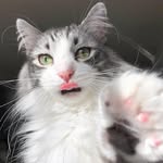 Kitty, Louie, Maui 🐾 - @mrfloofster - Instagram