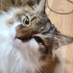루이 - @kittylouie1004 - Instagram