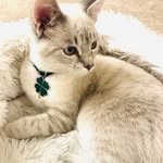Yi Foland - @kittylouiescratch - Instagram