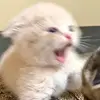 kitty09 - @kittymarshall89 - TikTok