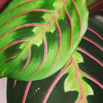 ktplants - @kitty_marshall07 - Instagram