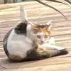 Marshall - @marshallkitty - TikTok