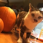 Marshall Johnson - @kittymarshall101 - Instagram