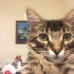 Marshall Kitty - @kittymarshall - Instagram