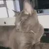 Meown - @marshallthekitty - TikTok