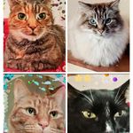 Kitty Martin - @the.cottage.kitties - Instagram