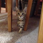 Kitty Maul Mason - @kittymaul - Instagram