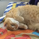 Kitkatmoon - @kittymasters86 - Instagram