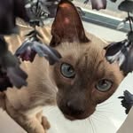 Kathryn McDermott - @itisjustkitty - Instagram