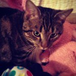 Tyler Kitty McDermott - @tyler_kitty - Instagram