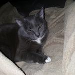 Boots McGee - @boots_mcgee_kitty - Instagram