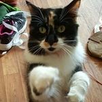Kitty McGee - @kitty_kit__kit - Instagram