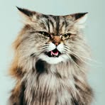 Kitty McGee - Facebook