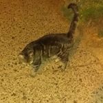Kitty Mcgee - @catparty746 - Instagram