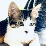 Kitty McG’s - @kittymcgees - Instagram