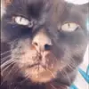kittycatsmcgee - @kittycatsmcgee - TikTok