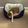 titsmcgeethekitty - @titsmcgeethekitty - TikTok