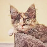 𝑀𝐸𝐼 - @kittymei___ - Instagram