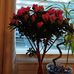 Kitty Miller - Facebook