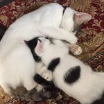@kitty_mora - @kitty_mora_cat - Instagram