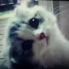 Kitty Moreno - @kittymoreno1 - TikTok