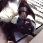 Kitty - @kittynewell - Instagram