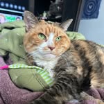 Muffin Mcbuffin Kitty Kat Marie Mae Newell-Cook - @ms.muffin.buffin - Instagram
