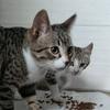 Kitty i Norris - @kitty.i.norris - TikTok