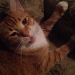 Kitty Norris - @kitty_poo_ - Instagram