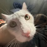 Mrs Norris - @mrs.kitty.norris - Instagram
