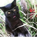 Norris Filch 😸 - @norris_the_kitty - Instagram