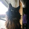 NortontheAKkittycat - @nortontheakkittycat - TikTok
