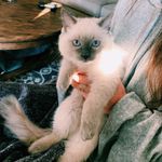 Leo The Kitty - @leo.kittyodom - Instagram