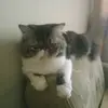 Kitty Felix - @kitty_felix_pace - TikTok