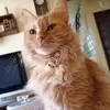 kittypacevulcano - @kittypacevulcano - TikTok