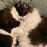 @kitty_paul_ringo - Instagram