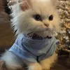 Paula S - @kittypaula06123 - TikTok
