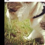 Scout Mr Kitty Perrin - @mr_kitty_scout - Instagram